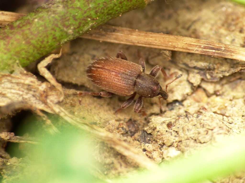 Piccolo curculionidae rossiccio